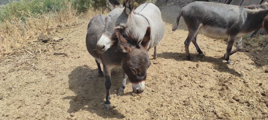 Madee haciendo ganandose el corazónd de Maliwan