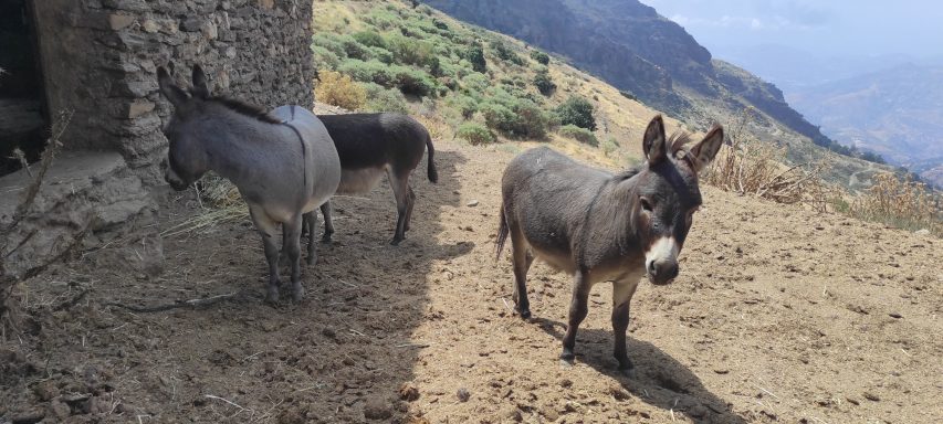 Maliwan, Madee y Malee que casi no se vé