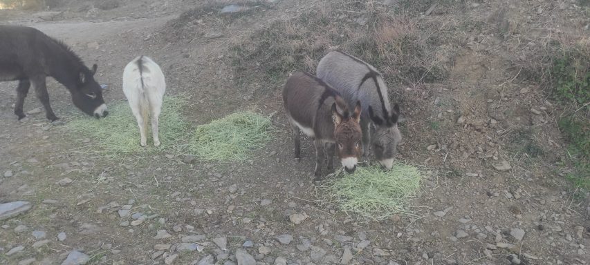 Madee y Malee de frente, Hawaï de culo y Nalva de lado